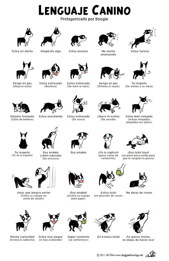 Ejemplos de Lenguaje canino