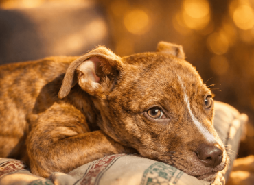 Cachorrita