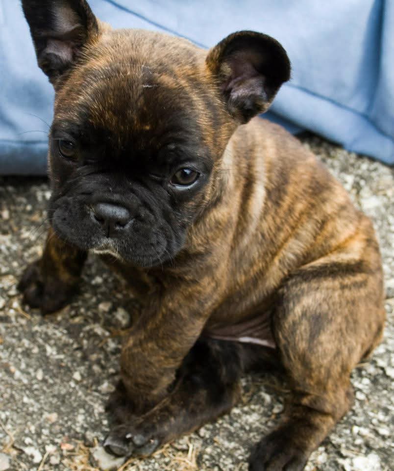 cachorra buldog francés